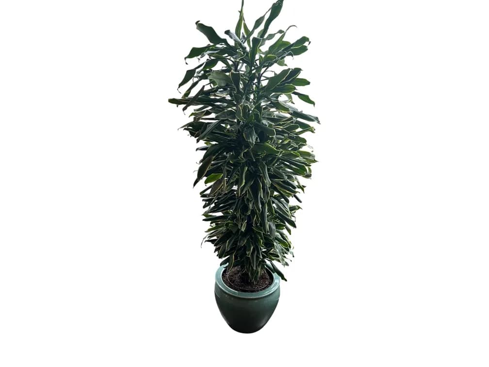 #8160 • Dracaena Plant in Celadon Crackle-Glazed Ceramic Planter, 73"